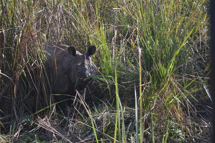       Rhino grazing in tall grass.
  