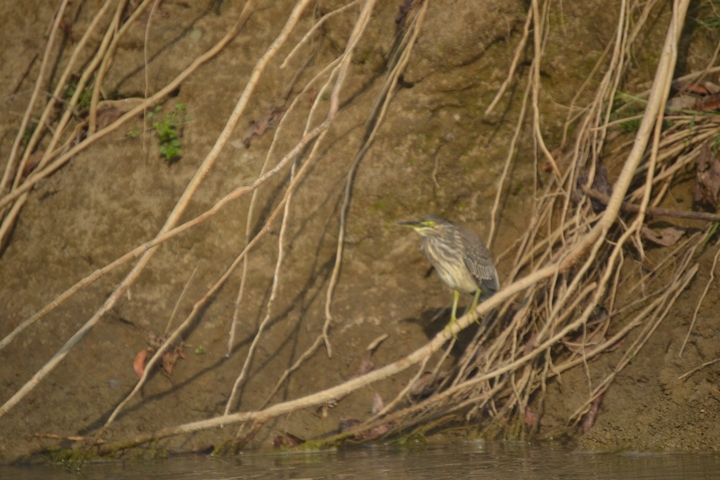       Blurry image of a bird on the ground with roots.
  
