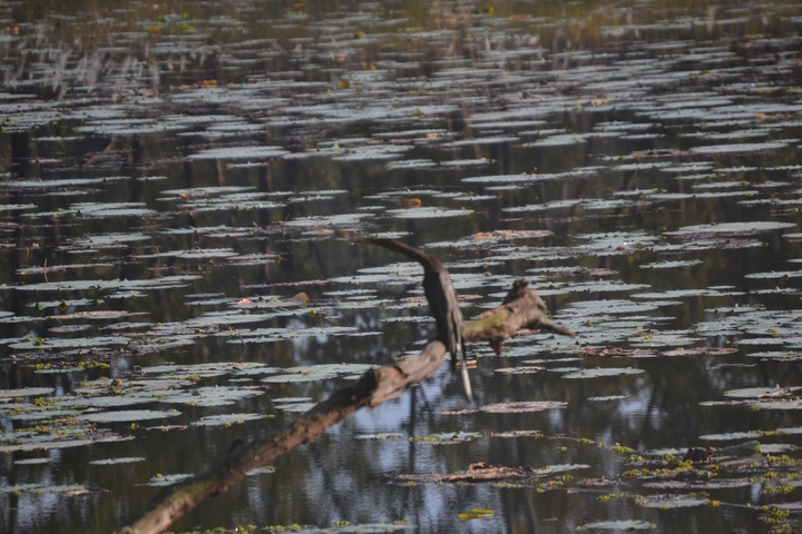       Bird on a log in a waterbody with lily pads.
  