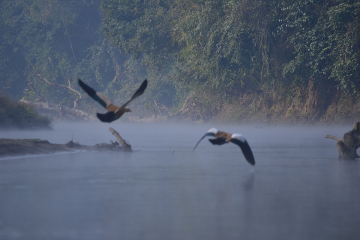 Two birds flying over a river in a misty forest.