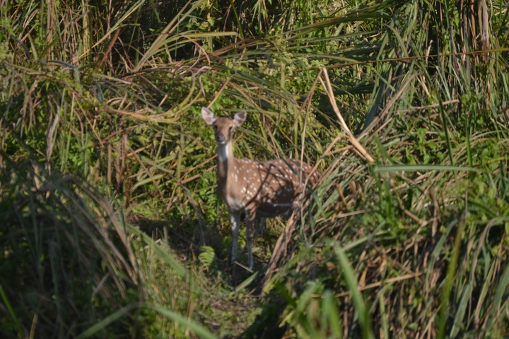 Deer in a grassy area looking towards the camera.