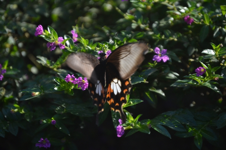       Blurred image of a butterfly on flowers.
  