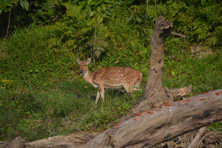 Deer grazing in a bushy area.
