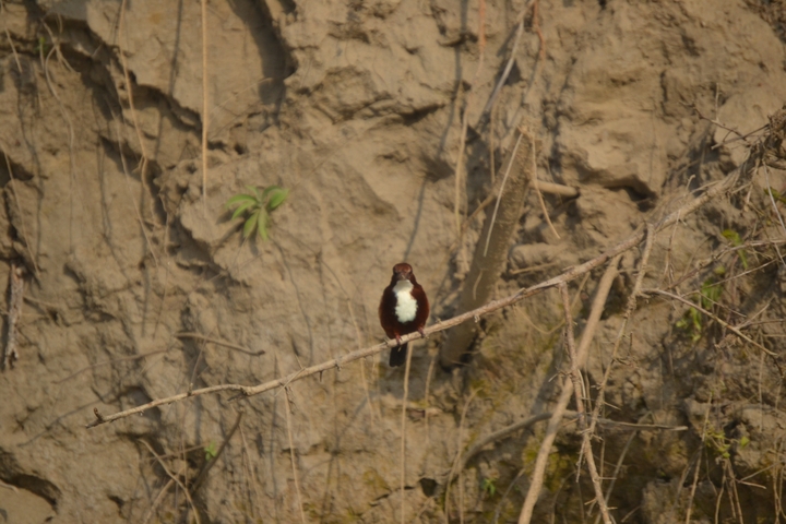       Bird perched on a branch near a rocky wall.
  