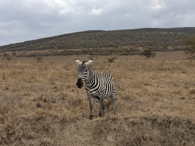 A zebra standing in a dry field.
