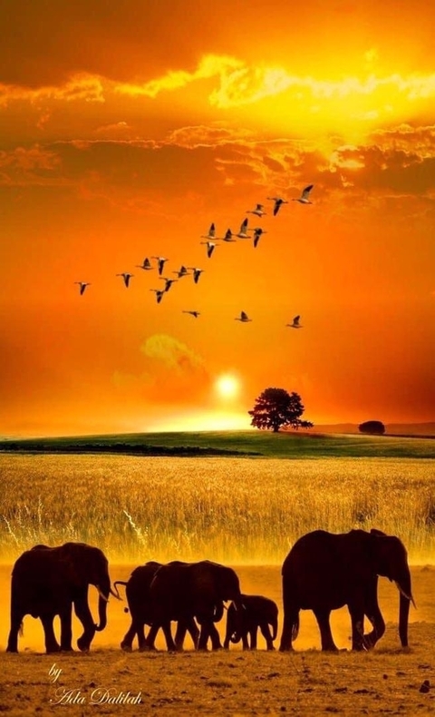       Photo d'avis client sur Safari "Taste of Tanzania" - goût de la Tanzanie - 4 jours 
  