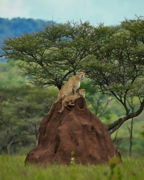       Photo d'avis client sur Safari "Taste of Tanzania" - goût de la Tanzanie - 4 jours 
  