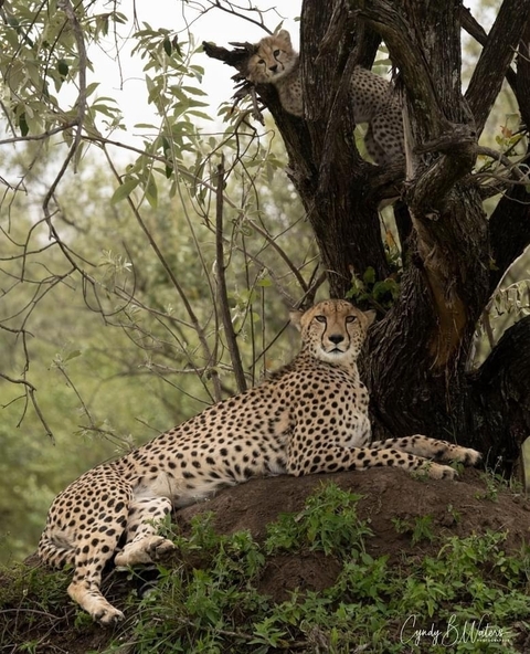       Photo d'avis client sur Safari "Taste of Tanzania" - goût de la Tanzanie - 4 jours 
  