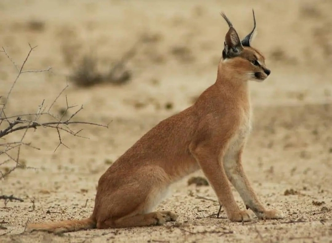       A caracal standing alert in a desert landscape.
  