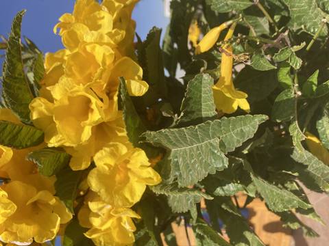 Close-up of yellow flowers with green leaves.