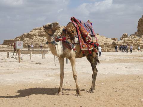       A camel with colorful decorations in a desert.
  