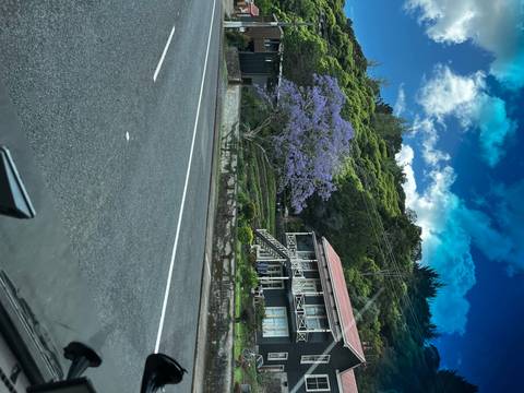 A road with a purple flower tree and buildings.