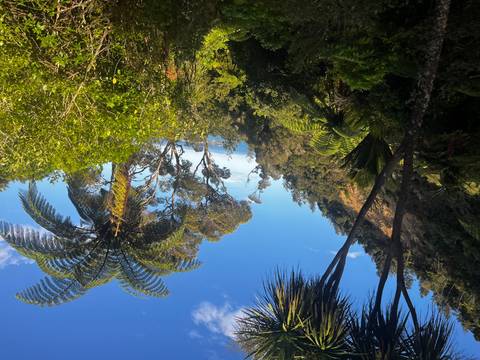       A lush green forest landscape with tall trees.
  