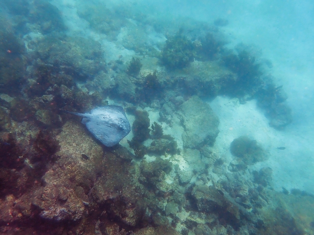Underwater scene with a stingray.