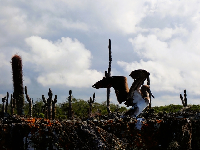 Birds on rocky terrain with sparse cactus.