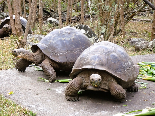 Two giant tortoises eating leaves.