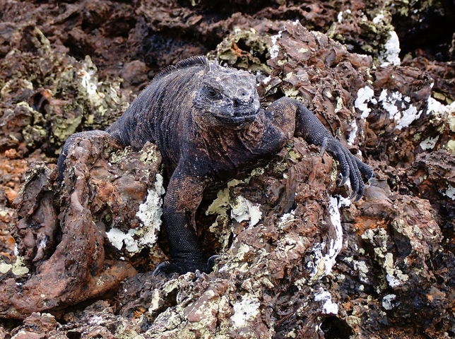 Marine iguana on volcanic rock.