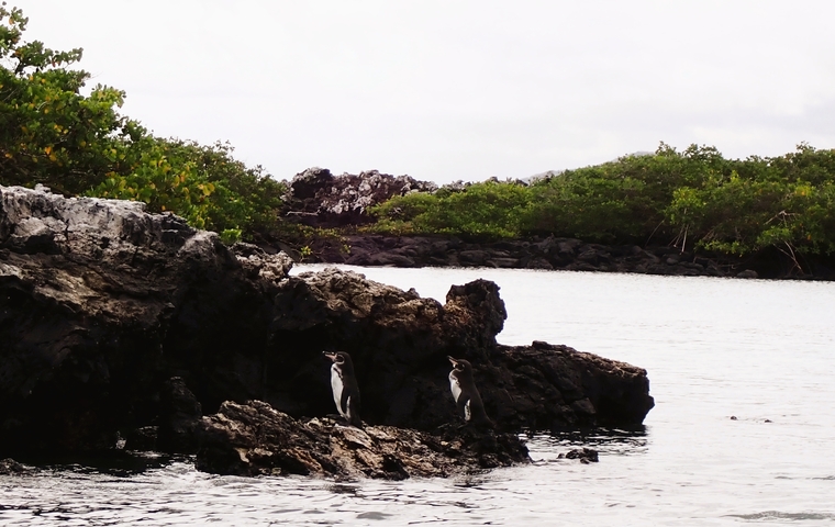 Two penguins on rocky shore with greenery.