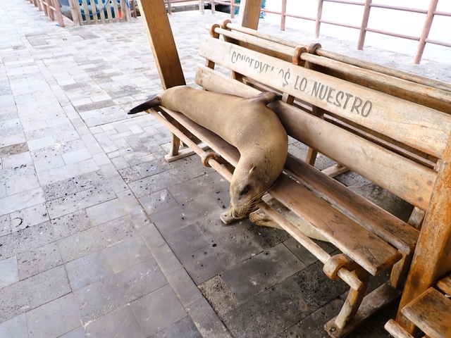 Sea lion resting on a wooden bench.