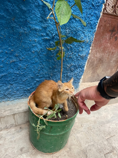 Cat being pet in a garden