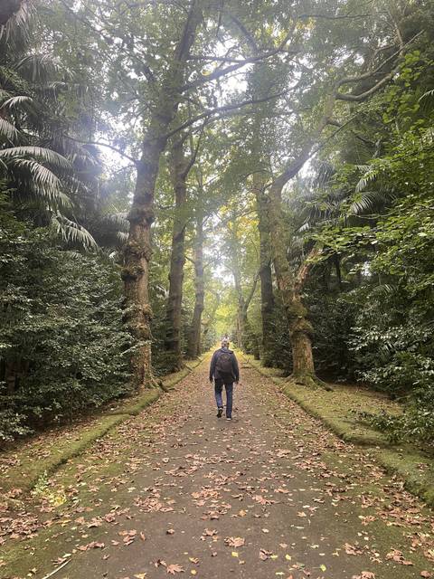       A person walking along a forest path.
  
