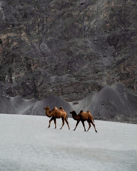       Two Bactrian camels wander across grey sand dunes backed by stark, rocky mountains in Ladakh.
  