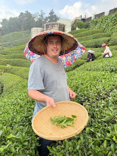 Person in traditional attire picking tea leaves.