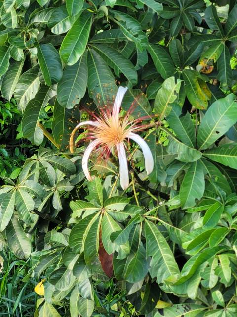 Close-up of a flower with pink and white petals.