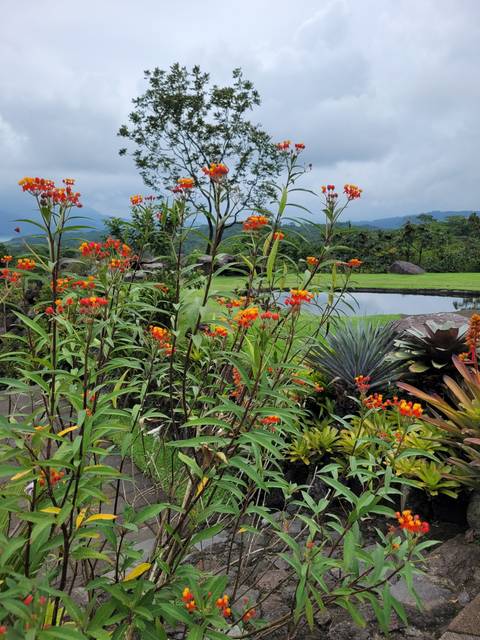 Orange flowers in a garden with mountains in the background.