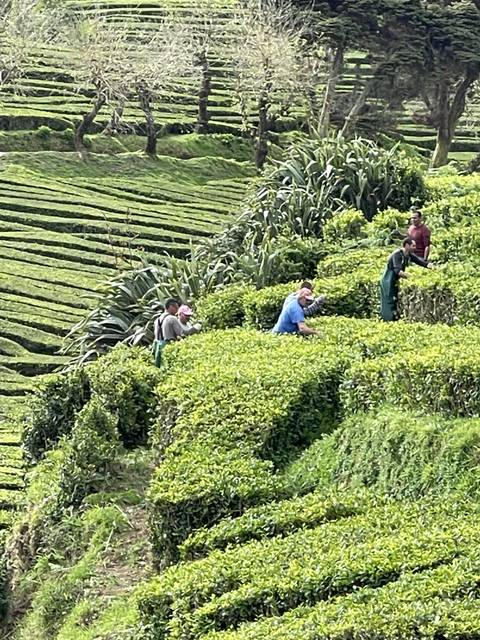People among green hedges and agricultural fields.