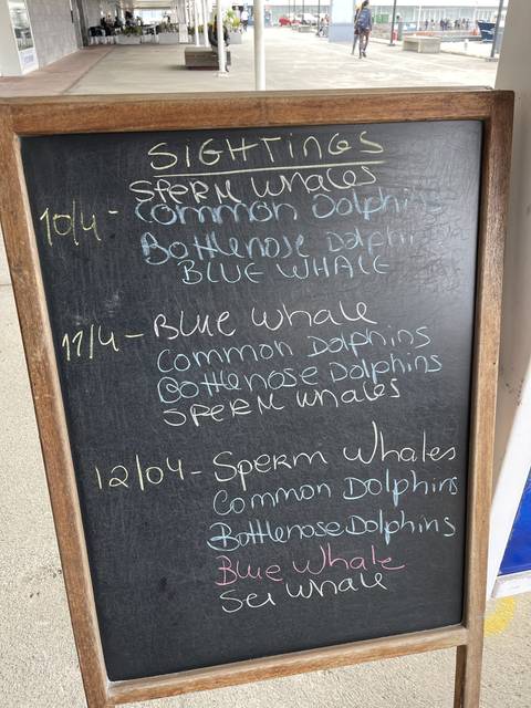       Chalkboard with handwritten listings of animal sightings.
  
