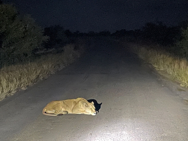       Lion resting on a road with vehicle headlights illuminating it at night.
  