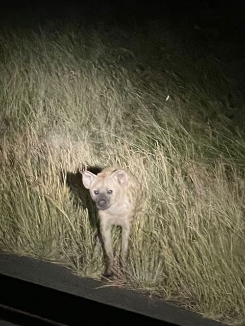       Hyena in tall grass at night with camera flash.
  