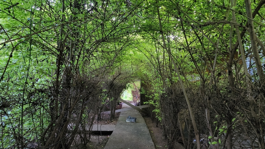 A narrow path through a dense tunnel of greenery.