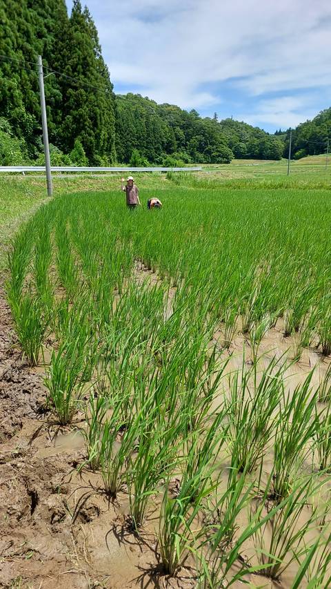 Two women working in a lush green rice field.