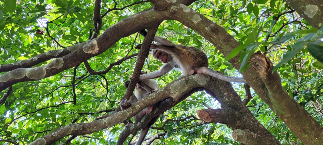       Monkeys on tree branches in a forest setting.
  