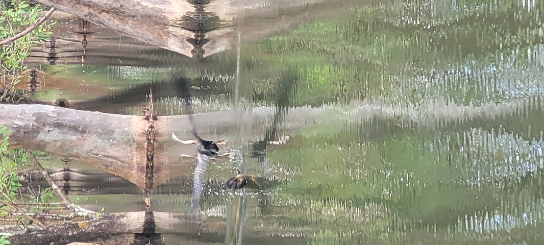       Reflections and logs in a body of water.
  