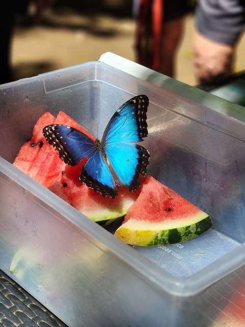       Blue butterfly resting on slices of watermelon.
  