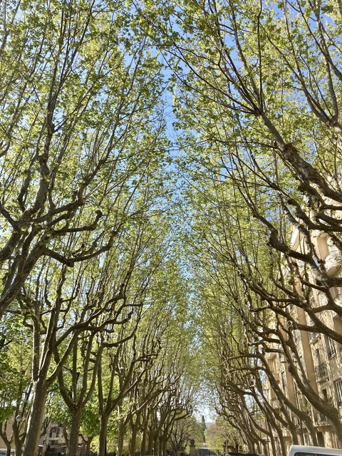Trees with dense branches and green leaves forming a canopy.