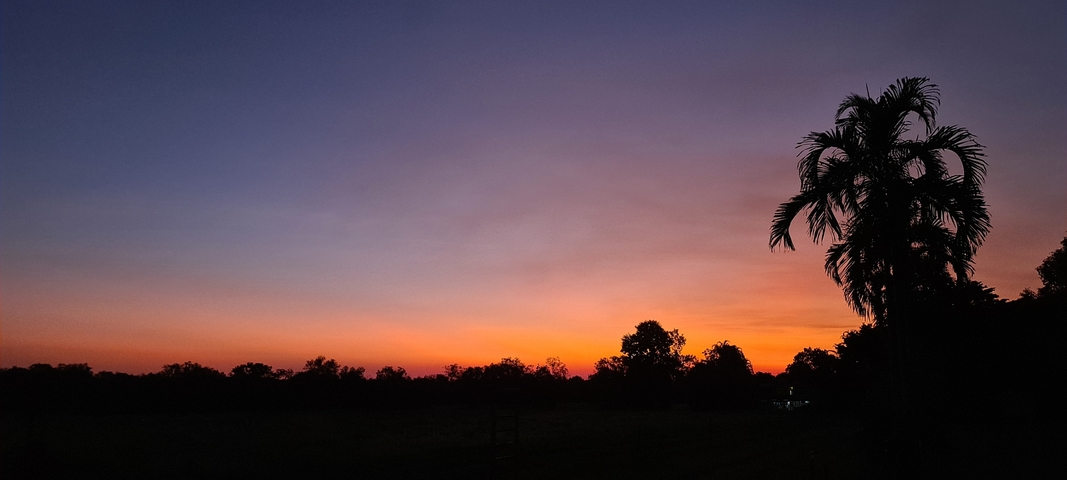       Silhouette of trees and a palm against the backdrop of a colorful sunset.
  