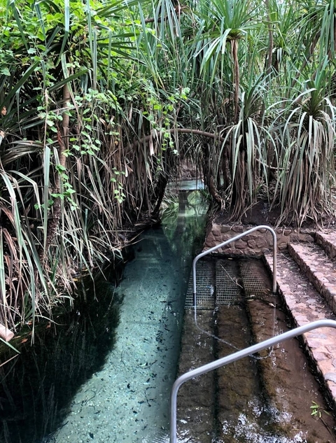 Natural hot spring with steps leading into clear water surrounded by lush foliage.