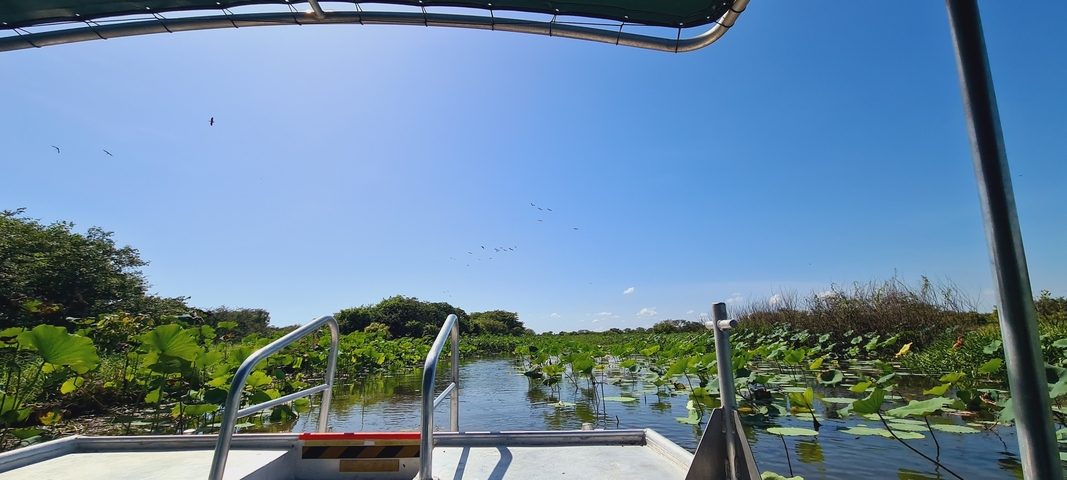       A boat tour on a lush, green-covered water body with birds in the sky.
  