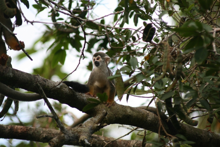       A monkey sitting on a tree branch looking outward.
  