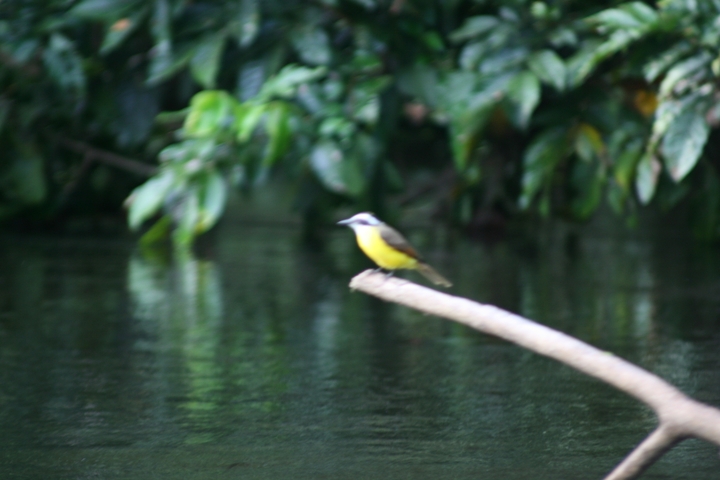       Bird perched on a branch in a forest setting.
  
