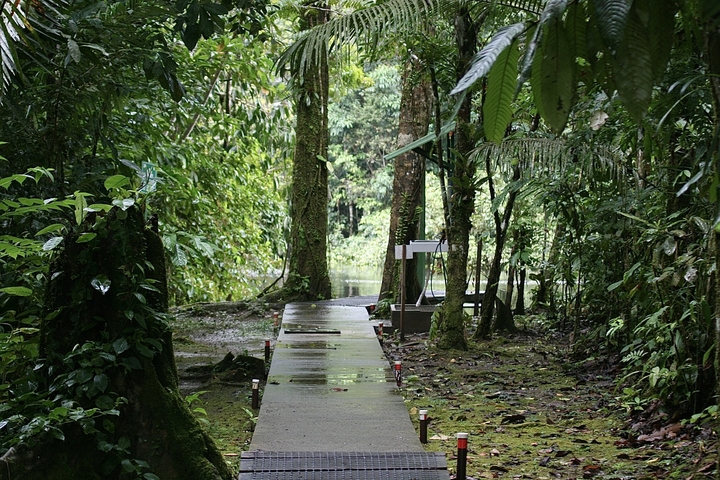      Pathway in a lush rainforest setting
  