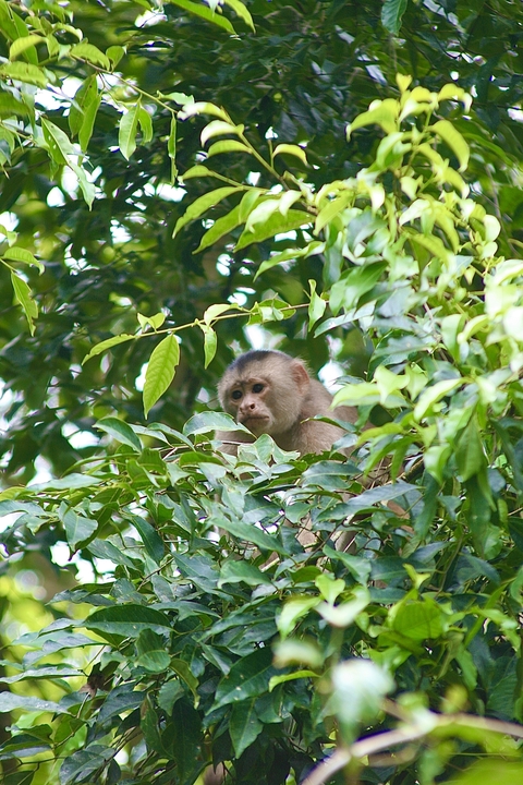       Monkey peeking through green leaves
  