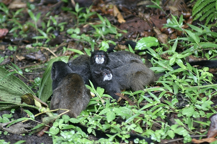       Group of small monkeys huddled together on the ground.
  