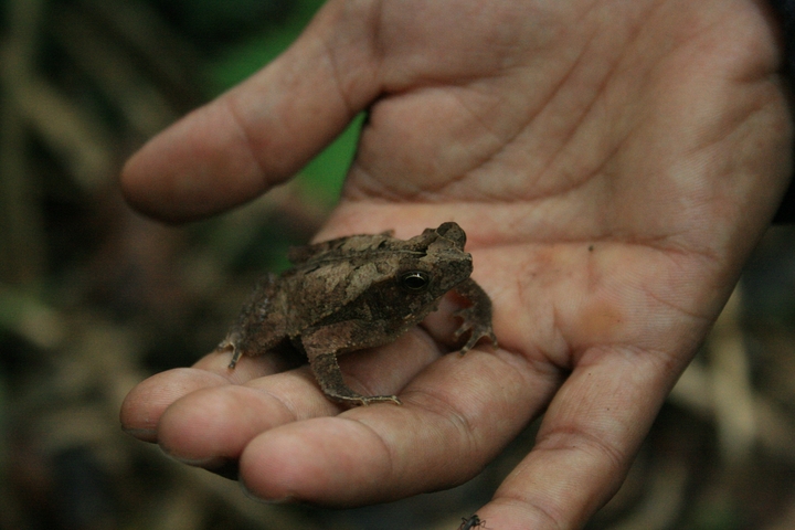       Small brown frog sitting on a person's hand.
  