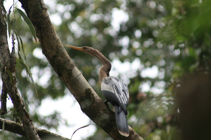       Close-up of a bird with a curved beak in a tree.
  