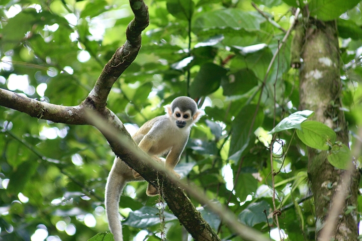       Monkey perched on a tree branch surrounded by foliage.
  